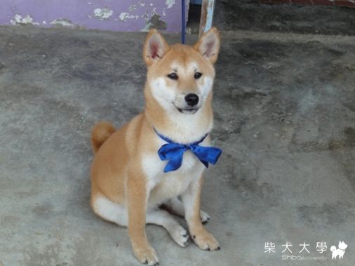 小新之熱血單車少年(原發表者:小新媽)(綜合討論)