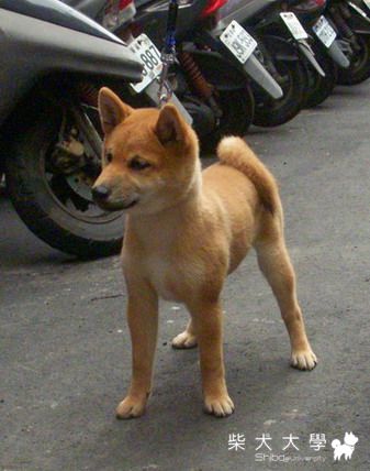 信之柴犬回娘家(原發表者:信之犬舍)(綜合討論)