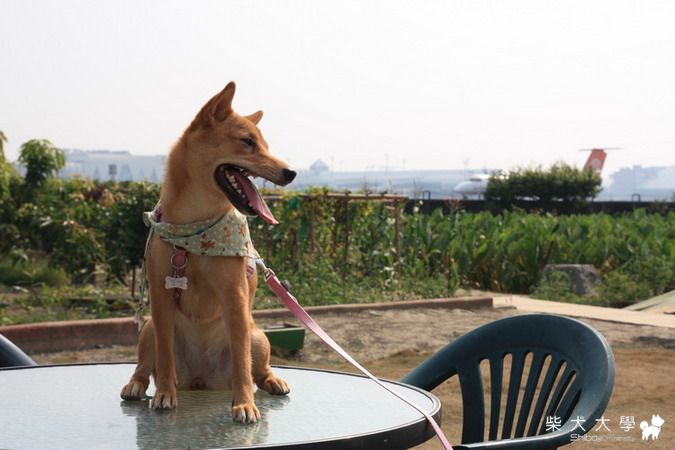 財妹第一次看飛機(原發表者:財妹拔拔)(相簿)