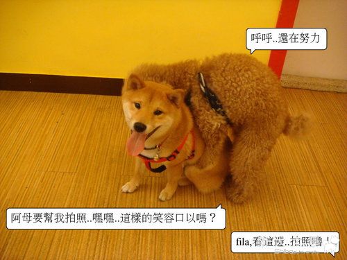 fila老是被騎...(原發表者:皮蛋)(相簿)