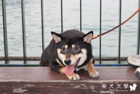 柴柴遊日月潭(原發表者:娃娃的阿爸)(相簿)