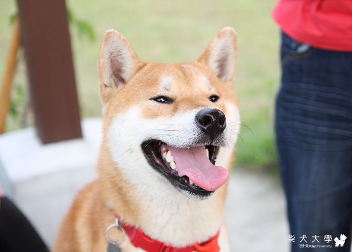 3月13日狗公園行(台中場)(原發表者:破百家)(相簿)