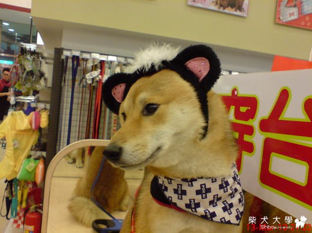 走出傷痛之Cookie環球變裝秀(原發表者:cookie1204)(相簿)