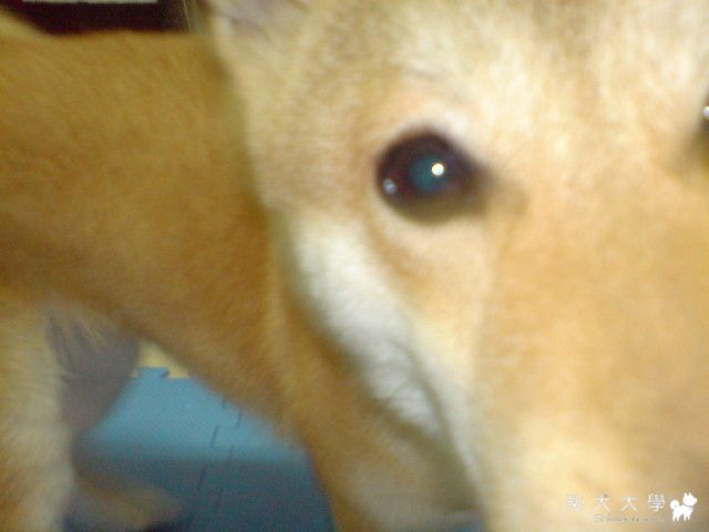 我家的 MALIBU~(原發表者:MALIBU)(相簿)