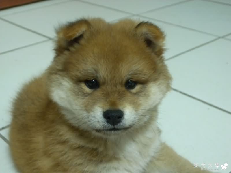 路奇的生活照(原發表者:ming0915)(相簿)