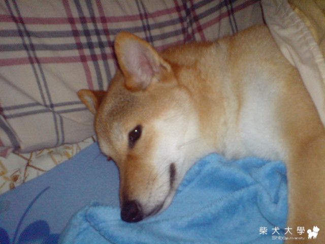 睡睡睡~睡的幸福洋溢~MALIBU(原發表者:MALIBU)(相簿)