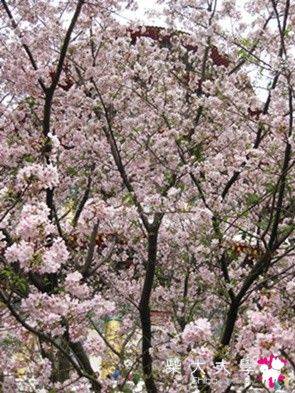 白色情人節賞櫻去(原發表者:kero將麻)(相簿)