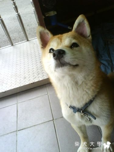 你就只會這幾招嗎～(原發表者:小米ˇ)(相簿)