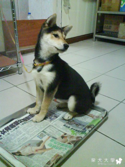 麻~我想睡了(原發表者:mimicaty2000)(相簿)