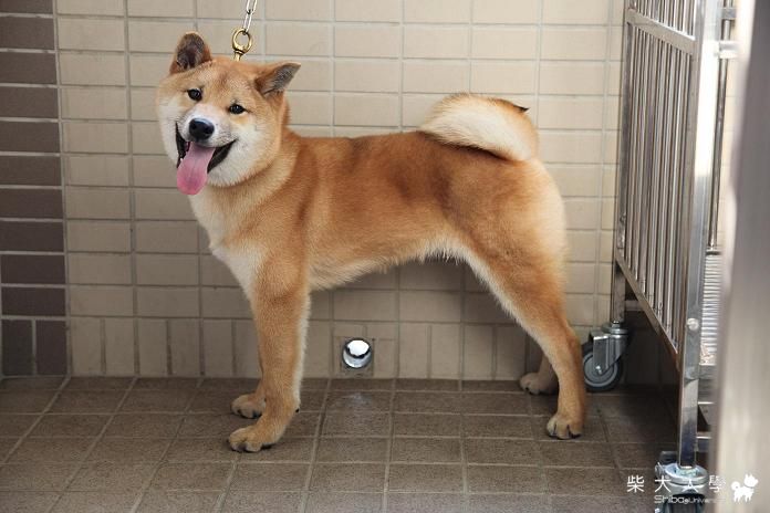 Lucky 五個月大的生活點滴(原發表者:sato)(相簿)