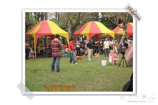 CKA春季第39回單獨展 - 大樹溪埔莊榮獲壯犬組第一名(原發表者:unkikicoco)(北部)