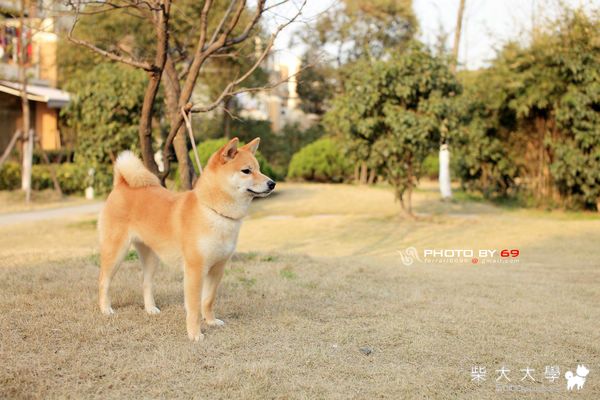 旺財 ~ 9個月了(原發表者:5469)(相簿)