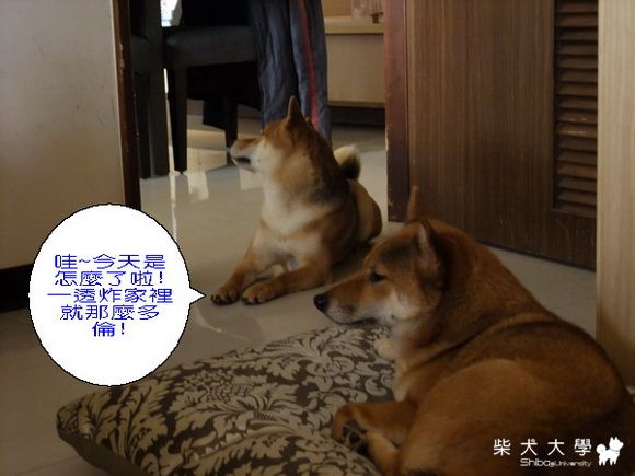 緊張的一天...ㄚ拔提親記(原發表者:多將拔)(相簿)