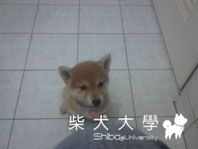 yoco長大了(原發表者:chaintai)(相簿)