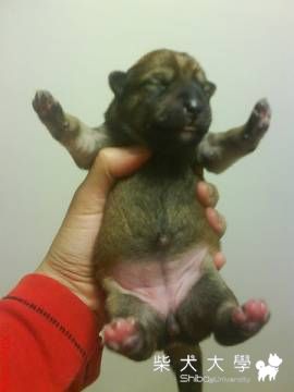 肉丸丸的新妹妹?!!!!(出生篇)(原發表者:肉丸麻)(相簿)