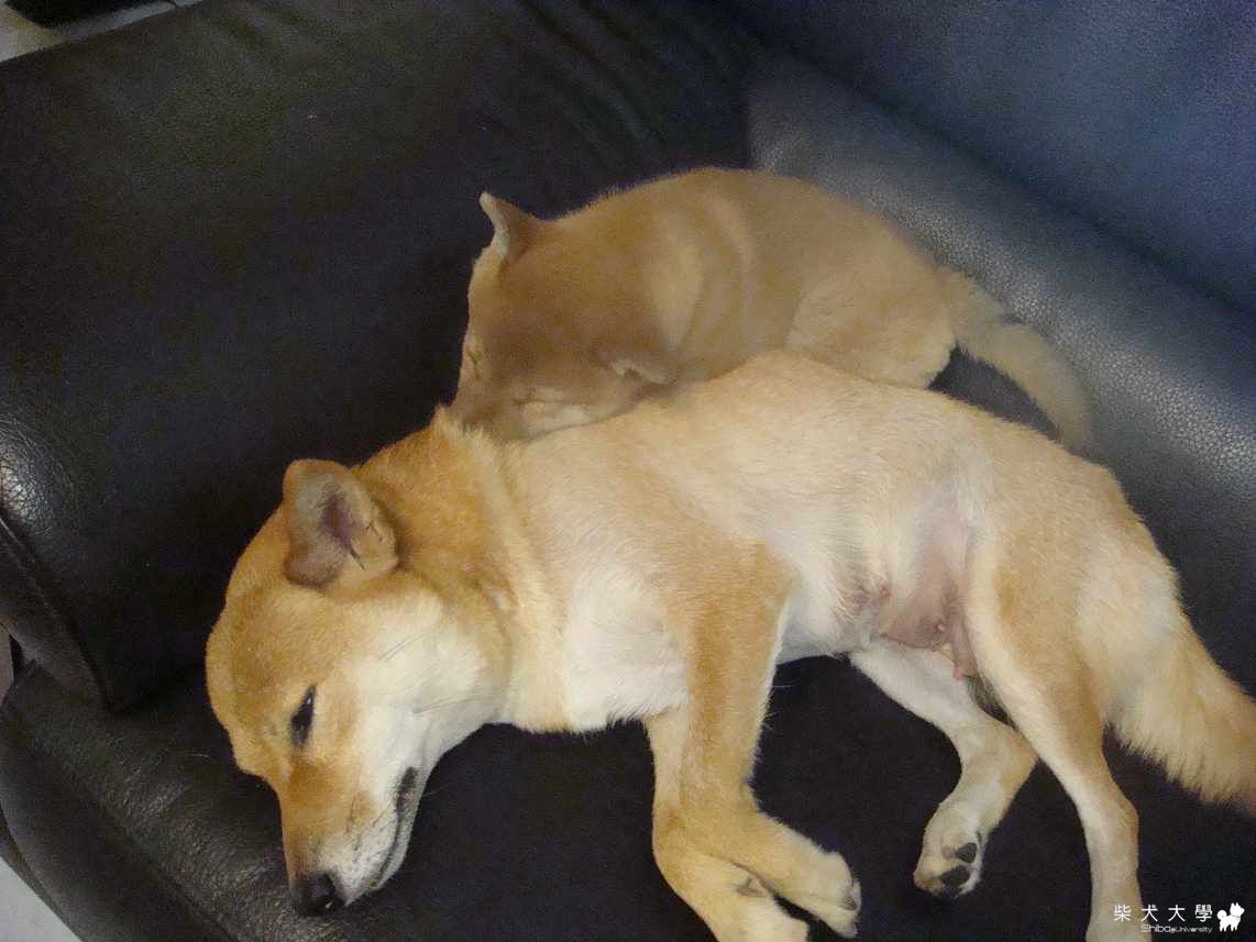 就愛賴著你~(原發表者:可愛球球)(相簿)