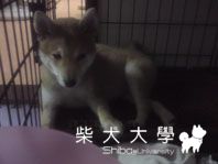 等了好久的第三劑，終於打啦(原發表者:chaintai)(相簿)