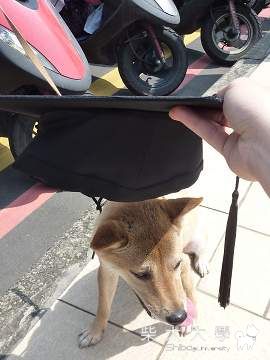 pocky也要拍畢業照(原發表者:pocky老母)(相簿)