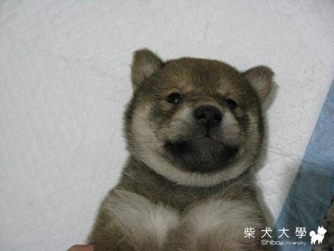 肥嚕嚕的成長篇~(原發表者:肉丸麻)(相簿)