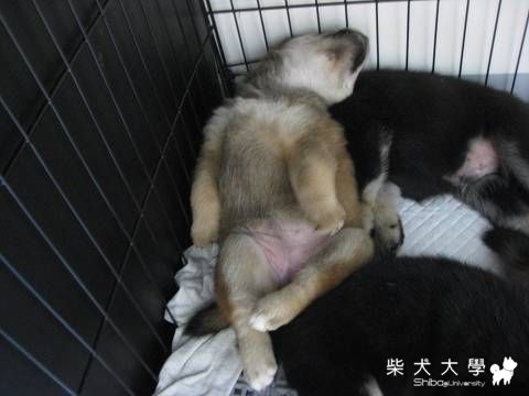 肥嚕嚕你這樣睡會不會太爽了一點(原發表者:肉丸麻)(相簿)