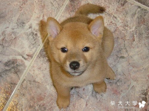 小時候的模樣(原發表者:財妹麻咪)(相簿)