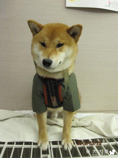 新雨衣(原發表者:庫奇哥)(相簿)