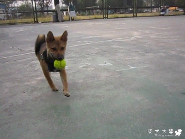 又被認為是土狗…(原發表者:胖胖家)(相簿)