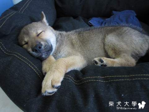 為什麼怎樣都能睡??(原發表者:胖胖家)(相簿)