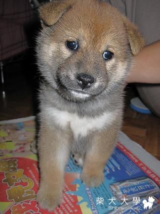 裝睡的啤酒妹(原發表者:Bart)(相簿)