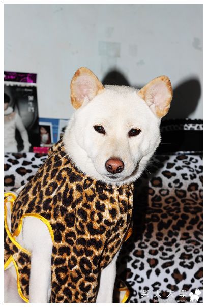 披著豹紋的白柴(原發表者:Q麻麻)(相簿)