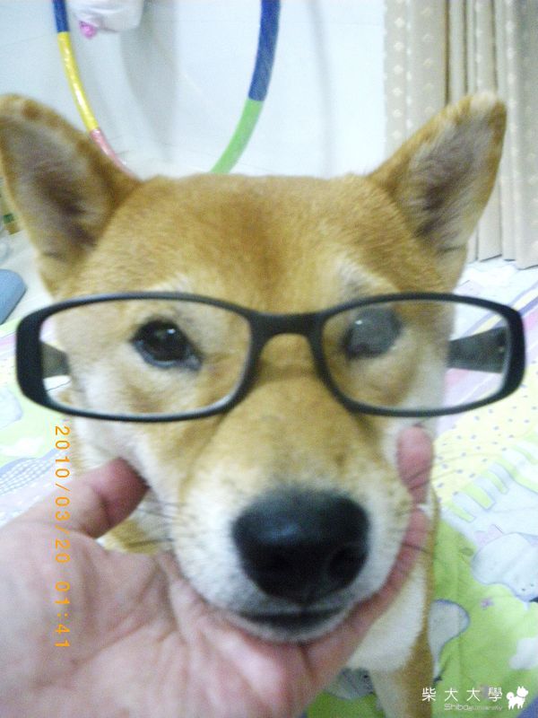 氣質書生來的(原發表者:小虎麻)(相簿)