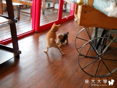 狗吧餐廳用餐記(原發表者:chaintai)(相簿)