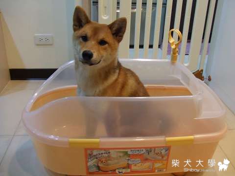 Fighter澡堂開幕囉！(原發表者:Fighter爸)(相簿)