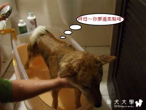 Fighter  Shower～(原發表者:Fighter爸)(相簿)