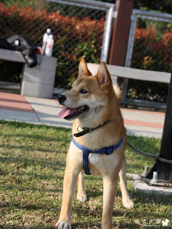 3月27日台中狗公園(原發表者:破百家)(相簿)