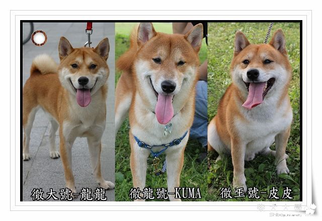 我們是"大‧龍‧王"(原發表者:寶貝熊)(相簿)