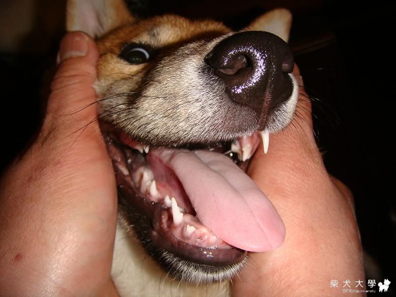 無齒之徒(原發表者:小蝸牛)(相簿)