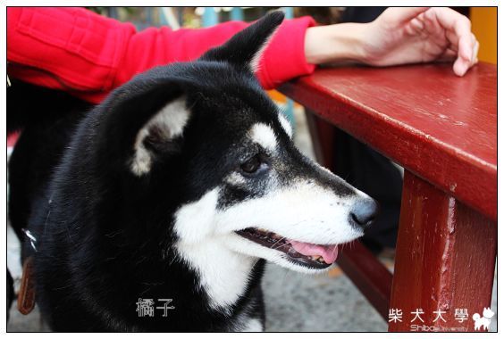 悠閒時刻(原發表者:Q麻麻)(相簿)