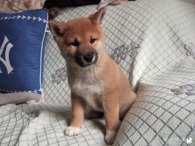 Q毛的阿拉伯王子照(原發表者:貢丸)(相簿)