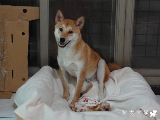 小新之阿嫲頂級黑豬大肉骨(原發表者:小新媽)(相簿)