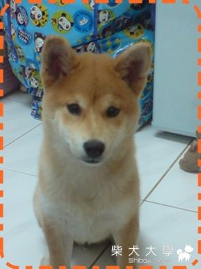 吹氣球長大的嗎???(原發表者:溜溜麻)(相簿)