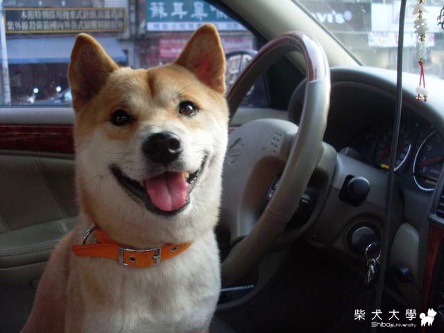 小鐵~(原發表者:小鐵爸)(相簿)