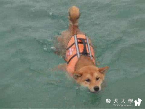 ～水中狡柴～(原發表者:Fighter爸)(影片)