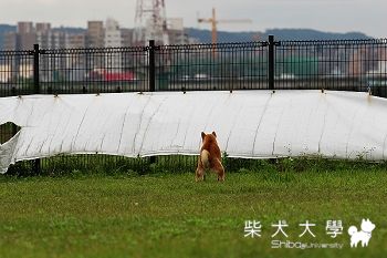 Q將 向大家問好(原發表者:lovelydo)(相簿)