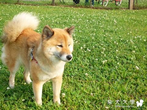 欠很大的迎風跑跑~(原發表者:肉丸麻)(相簿)