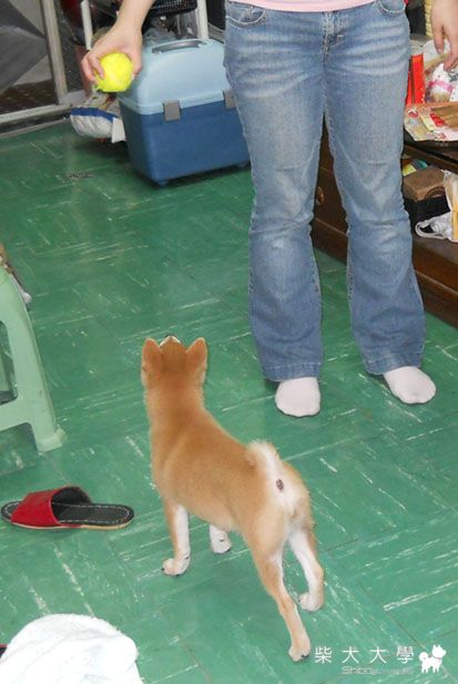 我家的隱形牽繩(原發表者:chaintai)(相簿)