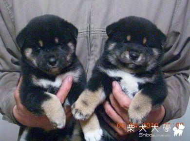 信之黑柴寶寶(原發表者:信之犬舍)(相簿)