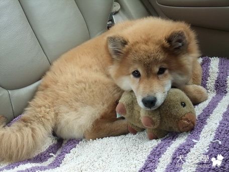 POPO~阿里山、溪頭初體驗(原發表者:pin)(相簿)