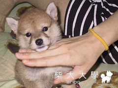 小時候的可愛是假像.....(原發表者:iouniky6888)(相簿)