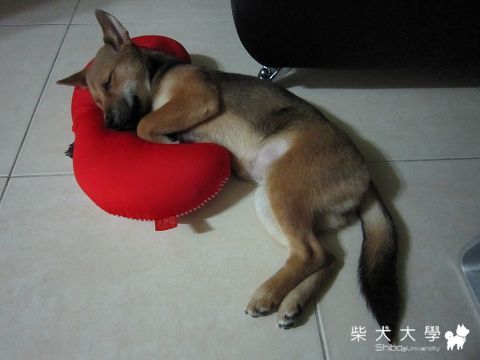 讓胖胖來教大家怎麼用"午睡枕"吧(原發表者:胖胖家)(相簿)